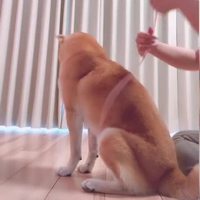 Comme chiens et chats 44