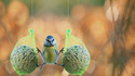 Boules de graines