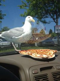 La frustration d'une mouette