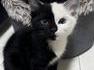Chaton domino