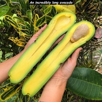 Un avocaaaaaaaaaaaat !