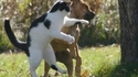 Garden fighter II