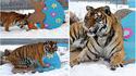 Joyeuse pâques le tigre
