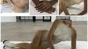 Yosegaman s’est fait virer du taxidermiste 