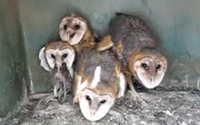 Chouettes