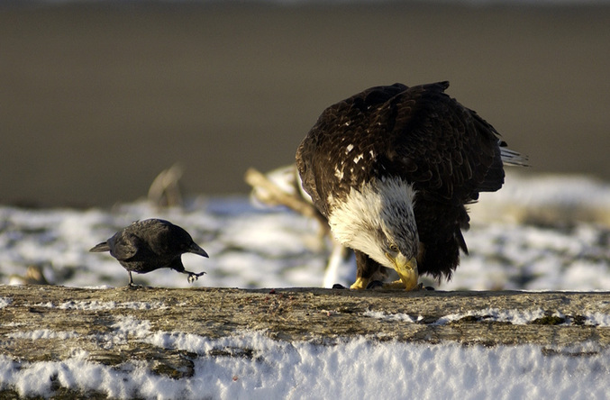 Un corbeau tente de voler le repas d'un aigle.