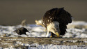 Corbeau sans peur