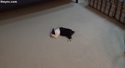 Lapin endormi