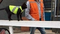 Et maintenant... les minets jaunes !