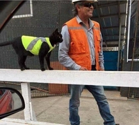 Et maintenant... les minets jaunes !