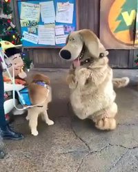 Fan de Dug (Là-haut) ?