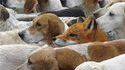 Chasse au renard