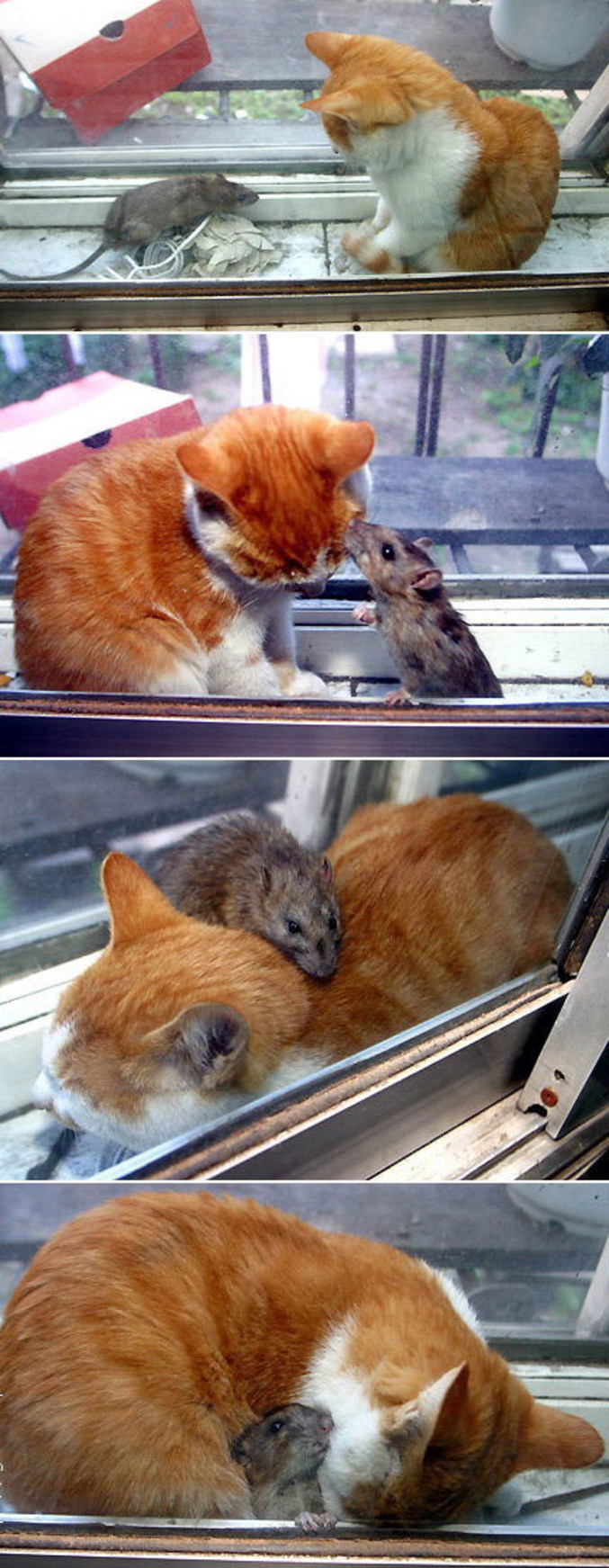 Un chat et un rat qui deviennent pote.