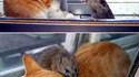 Chat et rat
