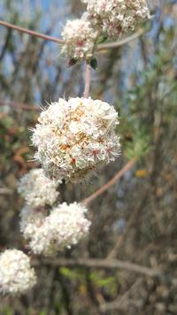 Quelqu'un pour renifler cette fleur ?