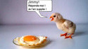 Triste poussin