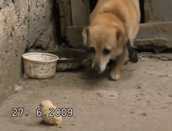 Le poussin du chien