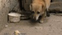 Le poussin du chien