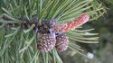 Merveille de la nature