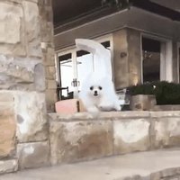 Et Boum le chien!
