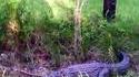 Un herpétologue mordu par un alligator