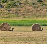 Drôles d'escargots !