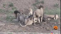 Un apéro qui dégénère