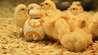 BB8 and friends