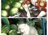 Chat protecteur