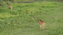 Savane