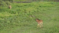 Savane