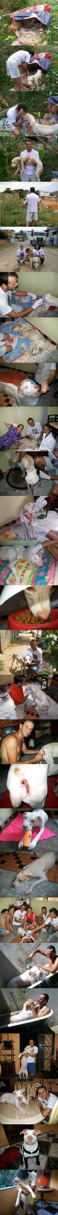 Chien sauvé
