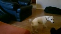 Un chien