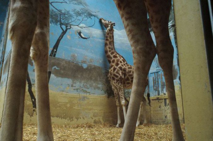 Une girafe enfermée qui est trompée par le décor 