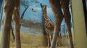 Trompe girafe