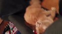Chat-peau de Noël 