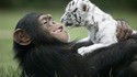 Singe et tigre