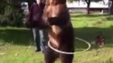 Juste un ours qui fait du hula hoop
