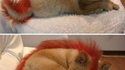 Firefox