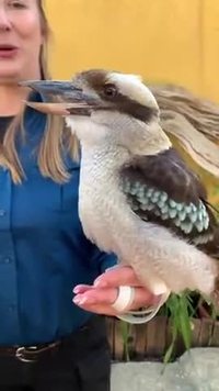 Cri du kookabura, ou martin-pêcheur géant