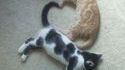 Coeur de chats
