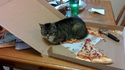 Saloperie de chat