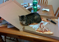 Saloperie de chat