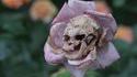 Rose tête-de-mort