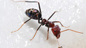 Deux espèces de fourmis