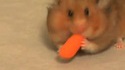 Hamster gourmand