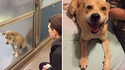 Un chien au chenil, le même content d'avoir été adopté