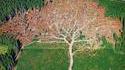 Déforestation