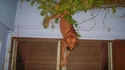 Spiderdog ?