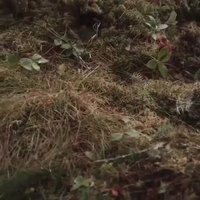 Le trappeur entretient une relation d'échange fondée sur une profonde connaissance du milieu et un grand respect des équilibres naturels